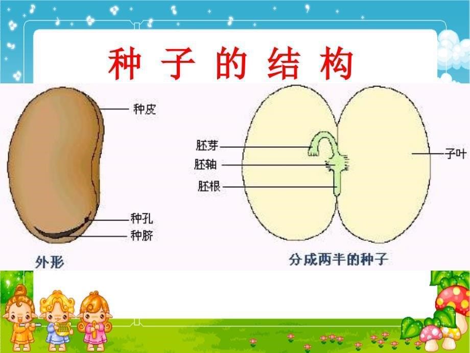 教科版三年级科学下册 种子变成了幼苗课件之五_第5页