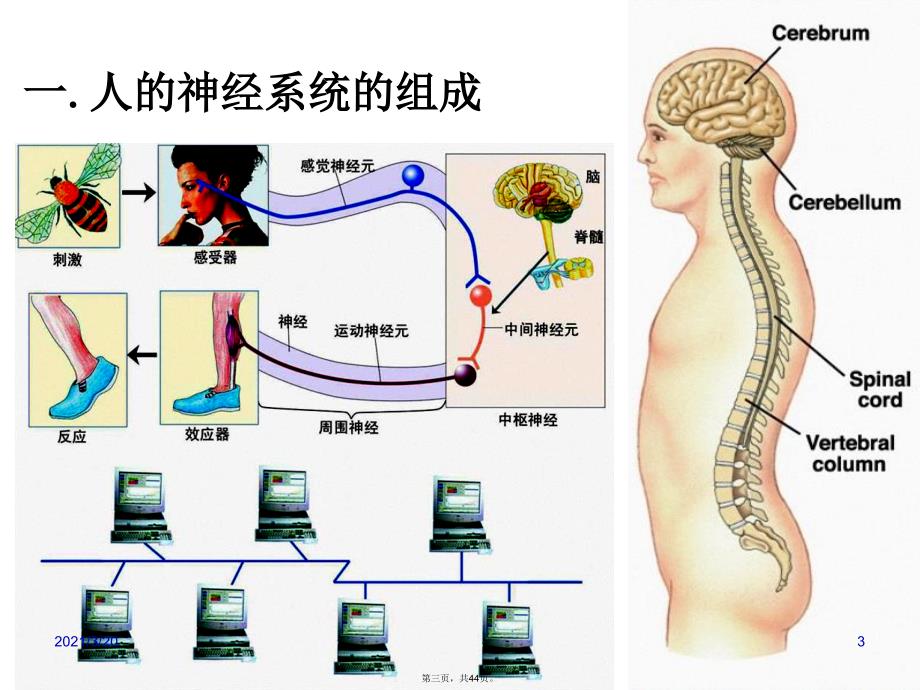 动物生命活动调节专题_第3页