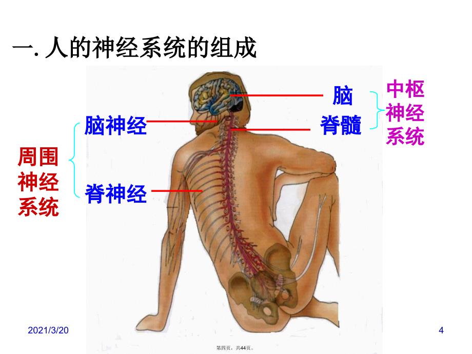 动物生命活动调节专题_第4页