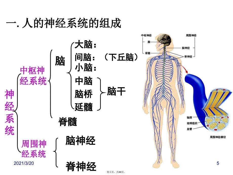 动物生命活动调节专题_第5页