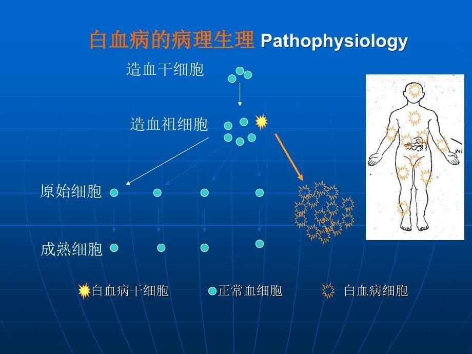 白血病知识课件_第5页