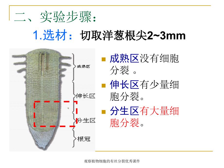 观察植物细胞的有丝分裂课件_第3页