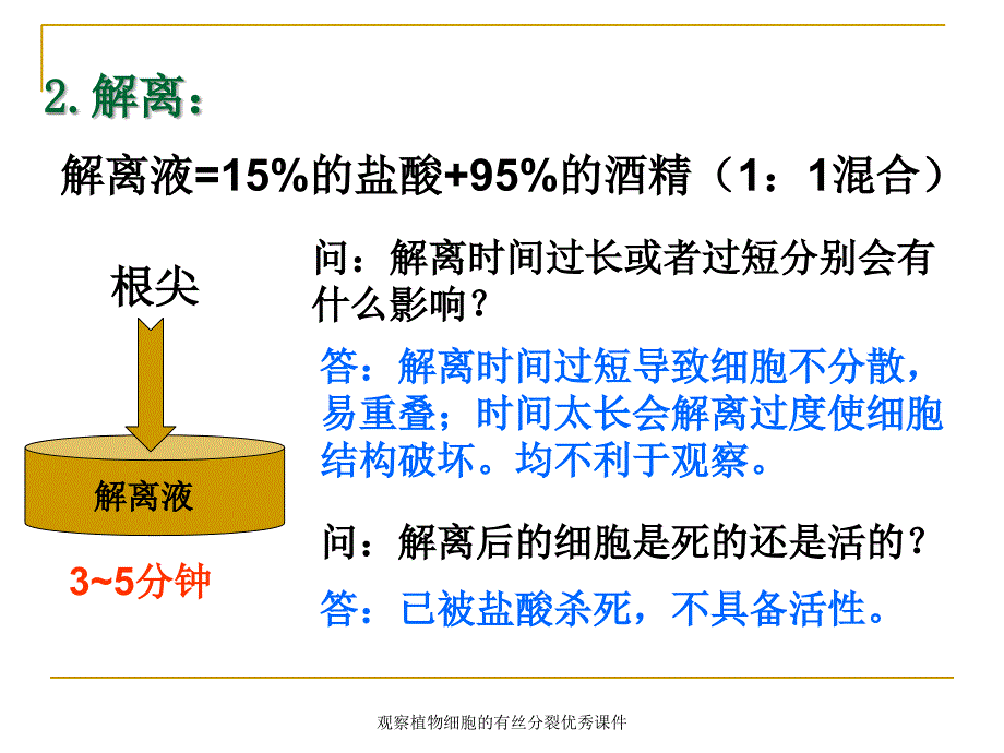 观察植物细胞的有丝分裂课件_第4页