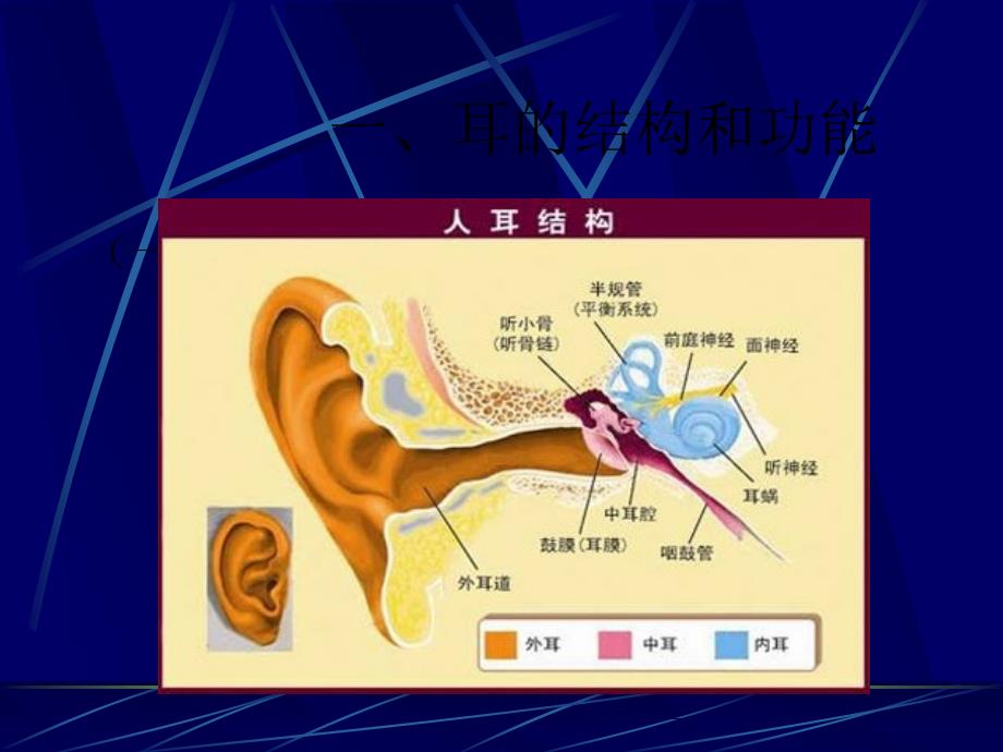 耳- 听觉器官_第2页