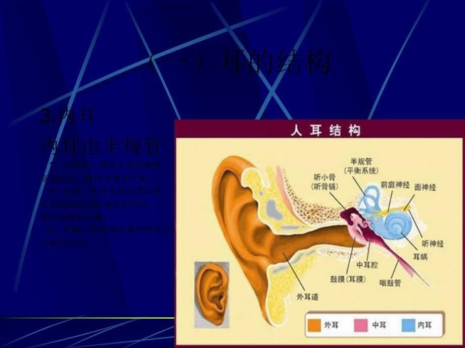 耳- 听觉器官_第5页