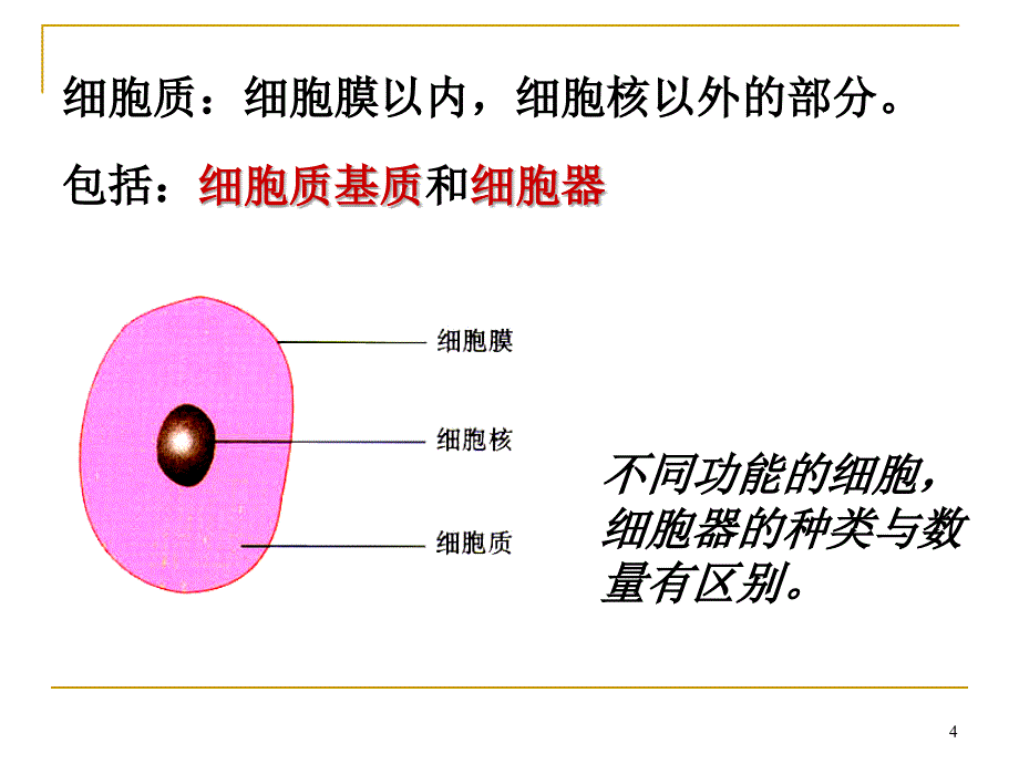 高中生物必修1细胞器公开课ppt课件_第2页