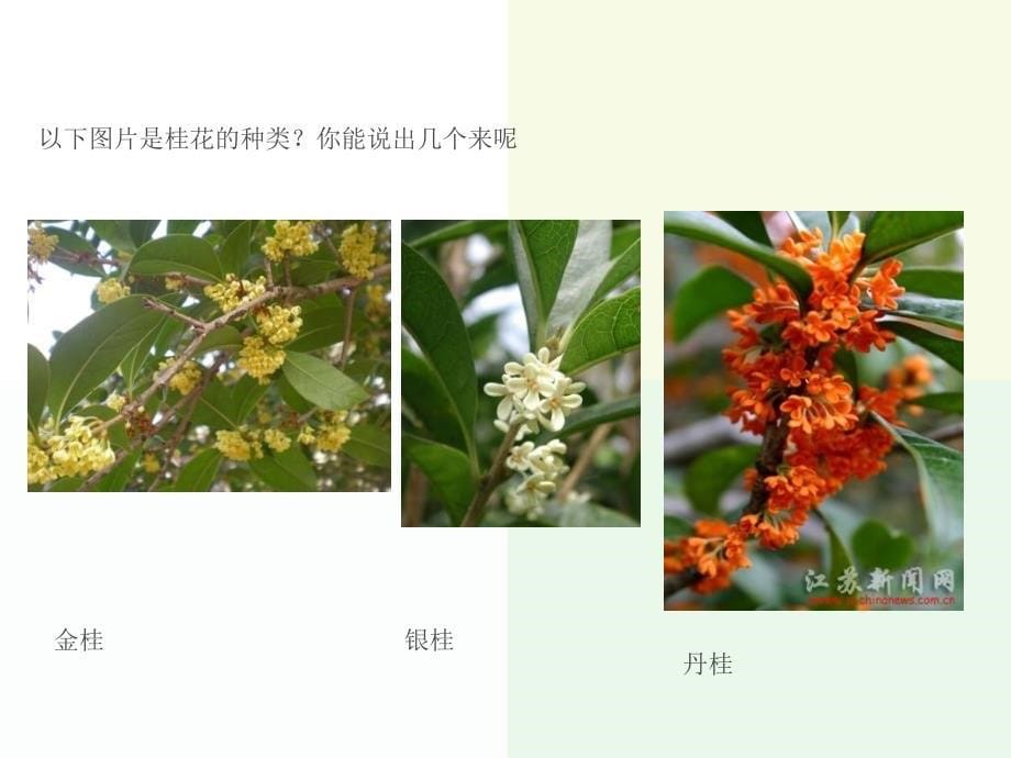 四年级写植物作文,桂花_第5页