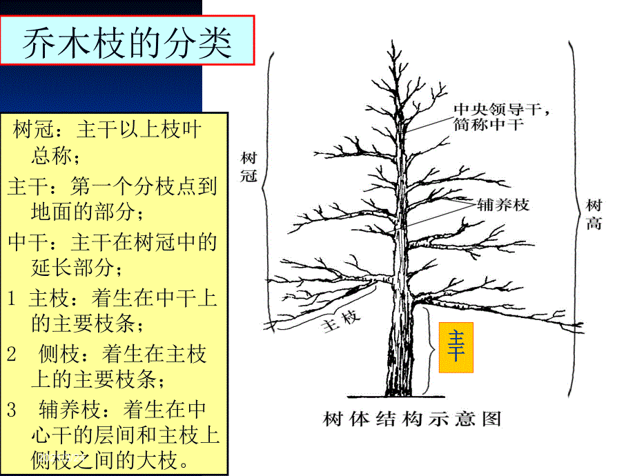 园林树木整形修剪理论与方法PPT课件_第4页