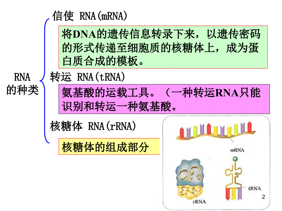 基因指导蛋白质的合成上课_第2页