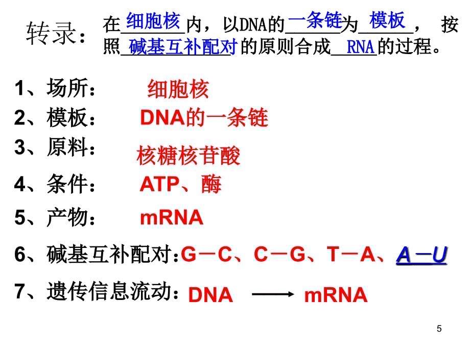 基因指导蛋白质的合成上课_第5页