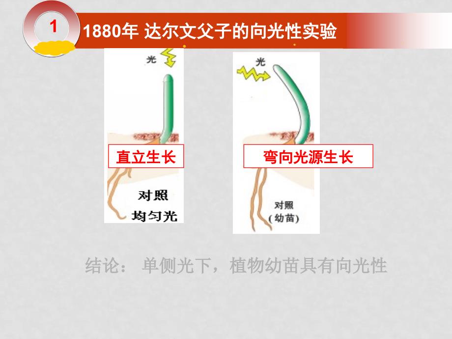 高二生物：3.1《植物激素调节》课件 浙科版必修3_第3页