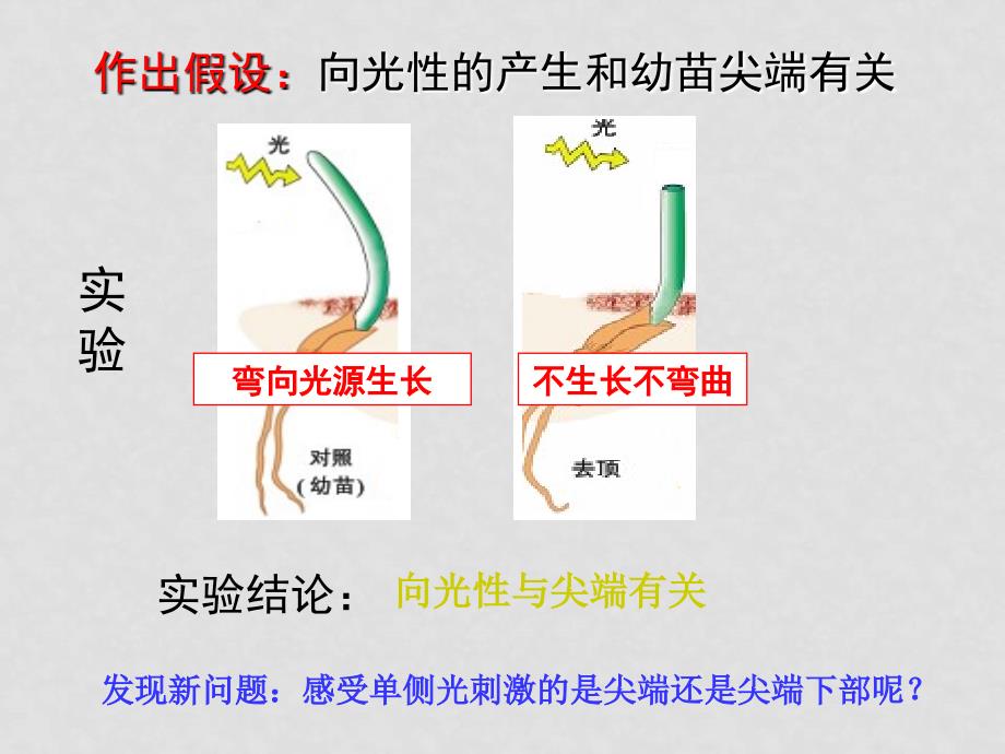 高二生物：3.1《植物激素调节》课件 浙科版必修3_第4页