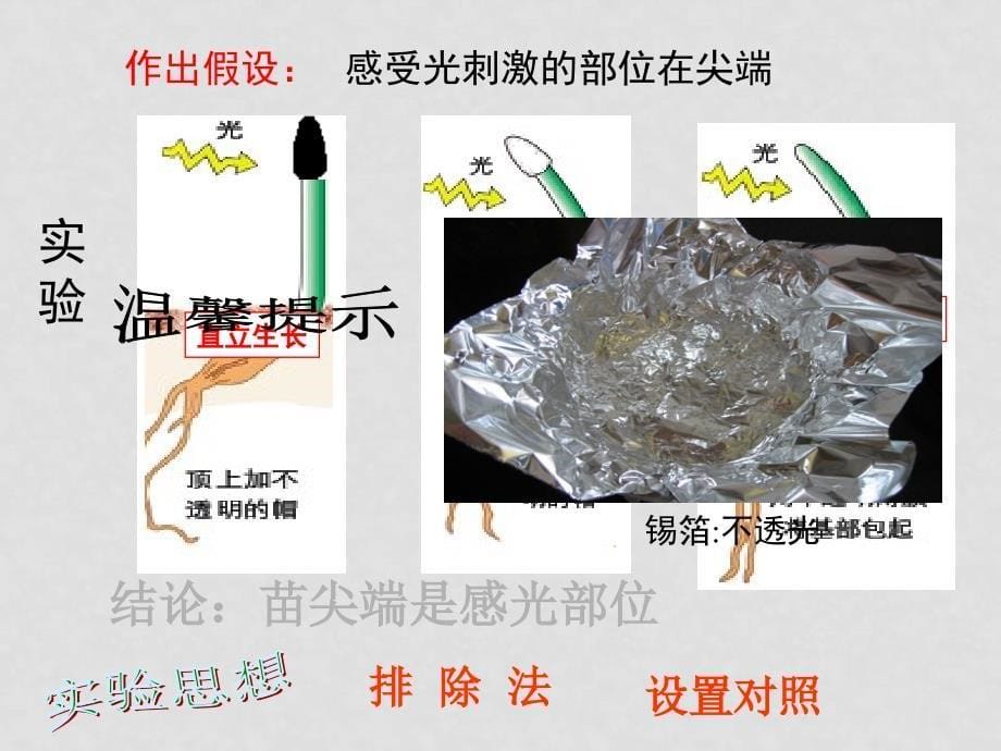 高二生物：3.1《植物激素调节》课件 浙科版必修3_第5页