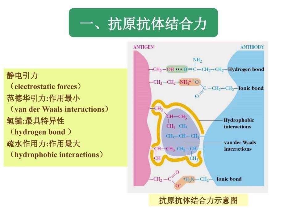 临床免疫学与检验第2章抗原抗体反应多媒体_第5页