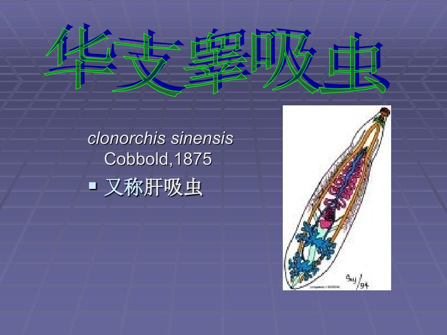 《华支睾吸虫》PPT课件.ppt_第2页