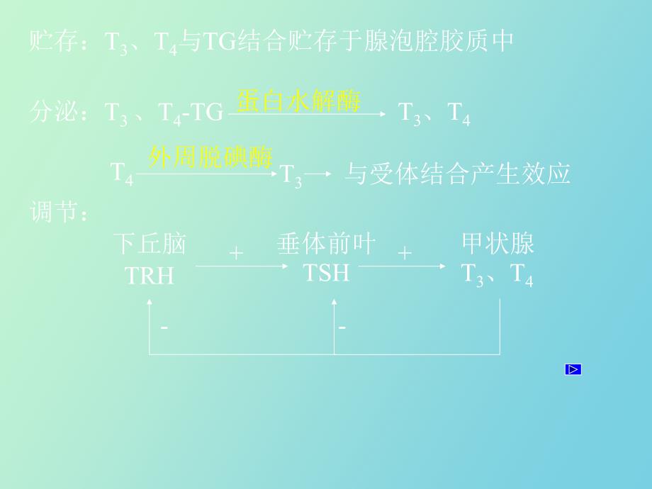 甲状腺及抗甲状腺药_第4页