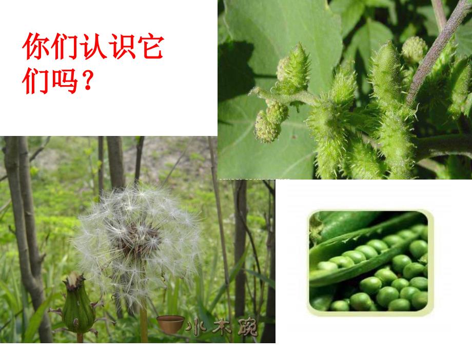 植物妈妈有办法ppt王文仙_第2页