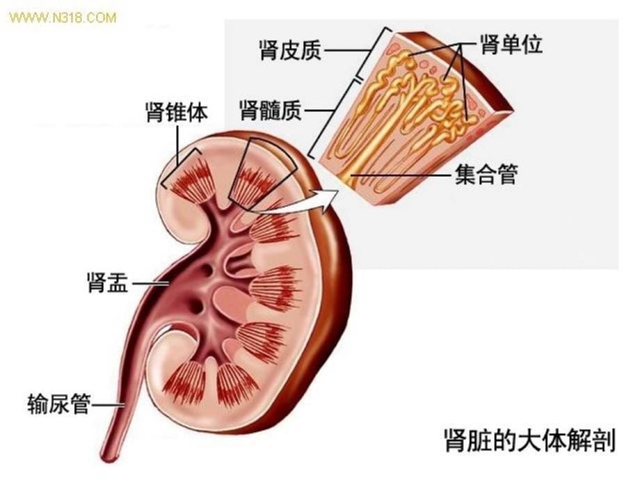 绝对经典利尿剂大全含作用机制及副作用ppt课件_第5页