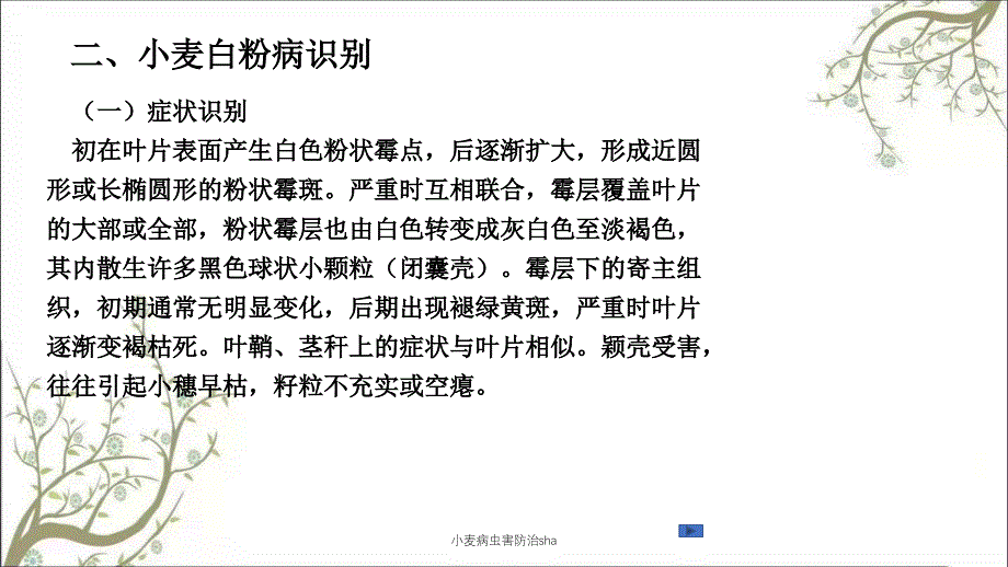 小麦病虫害防治sha_第3页