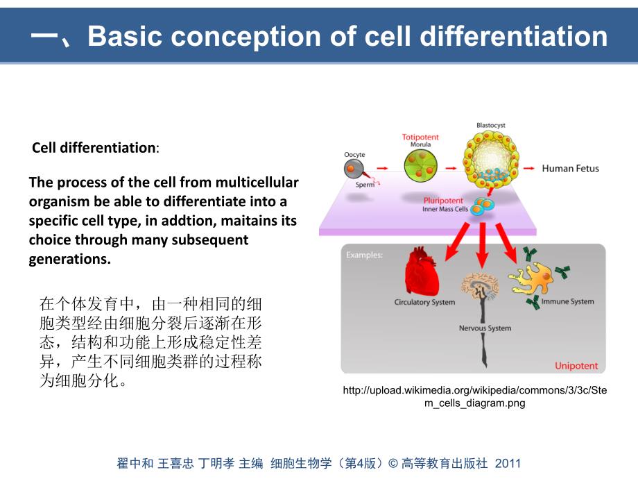 第四版第15章细胞分化与胚胎发育_第4页