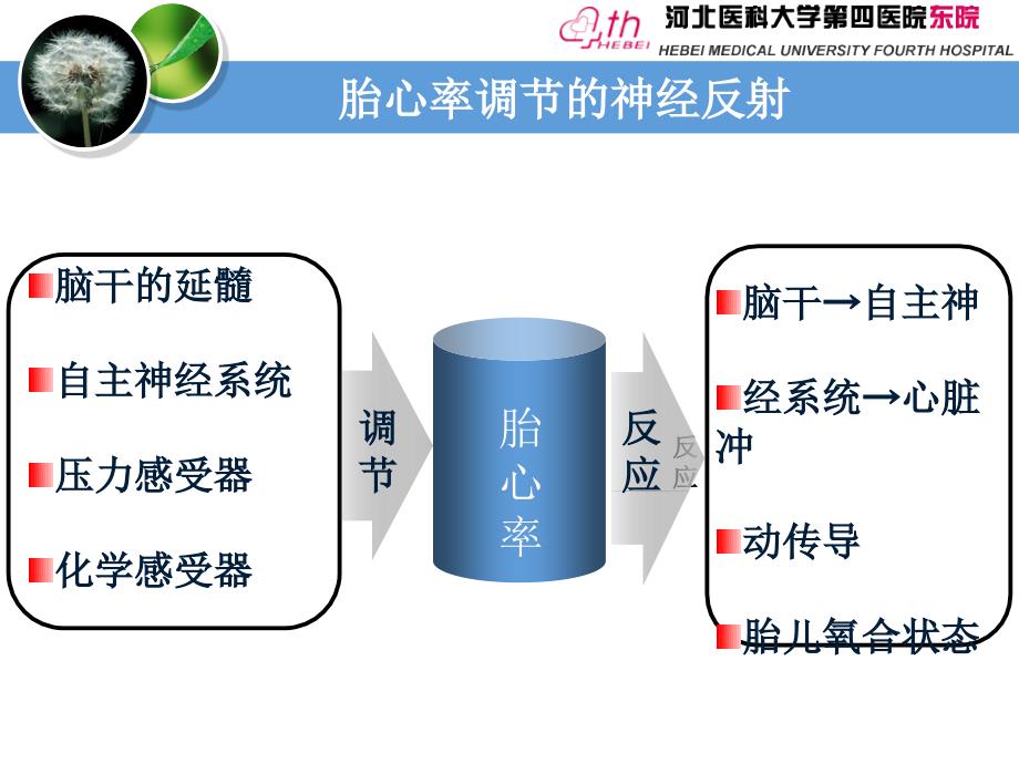 胎心监护图形识别课件_第2页