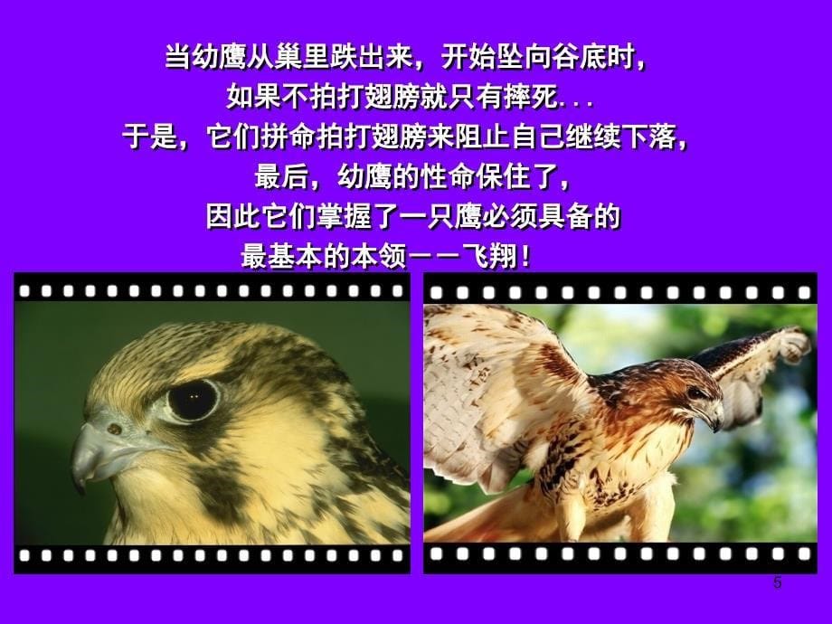 鹰的成长课堂PPT_第5页