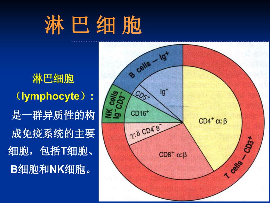 医学免疫学：08 lymphocyte淋巴细胞_第4页