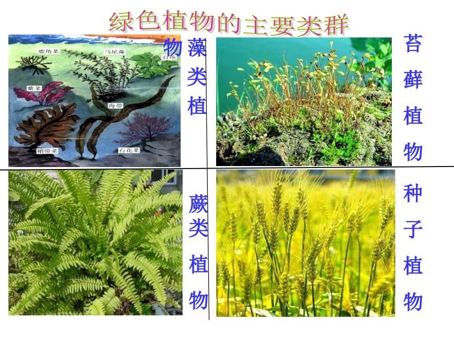 绿色植物的主要类群1ME_第2页