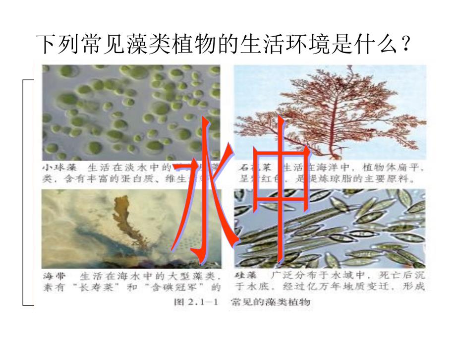 绿色植物的主要类群1ME_第4页