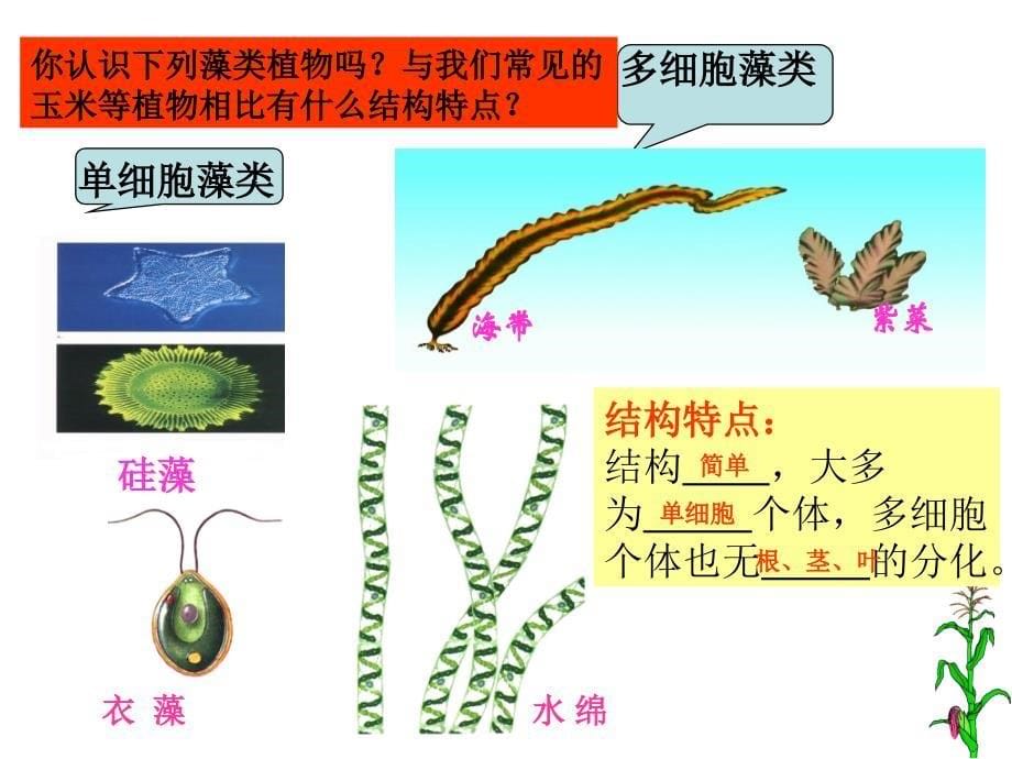 绿色植物的主要类群1ME_第5页