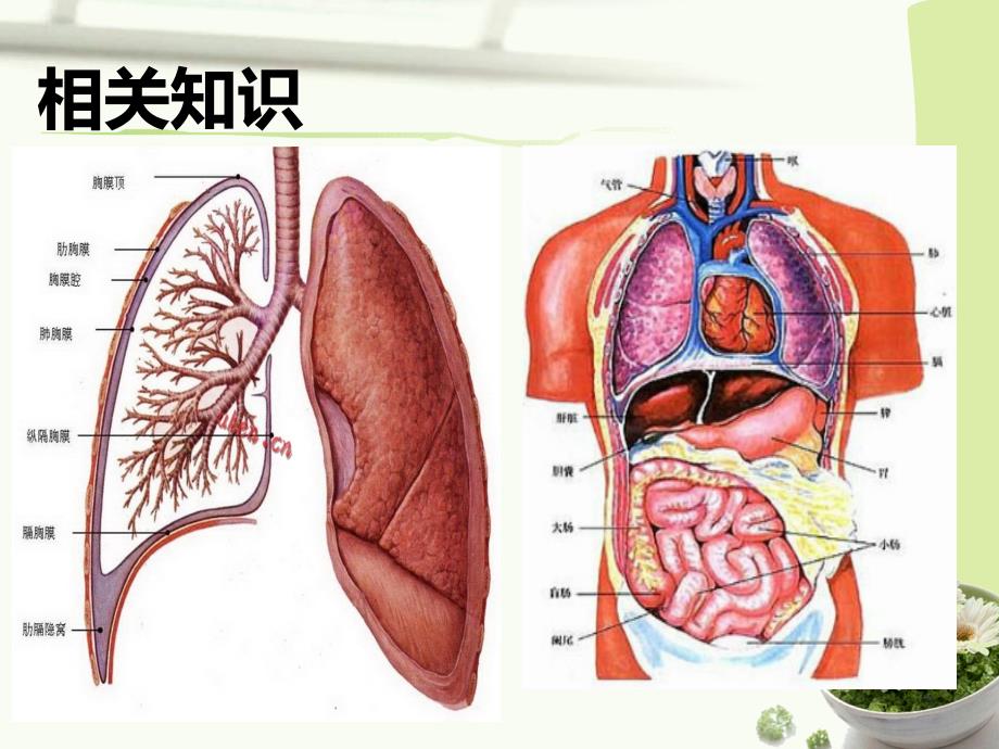 胸腔闭式引流的注意事项.ppt_第4页