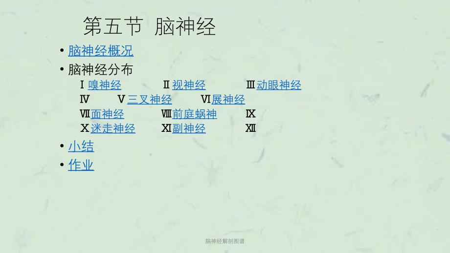 脑神经解剖图谱课件_第1页