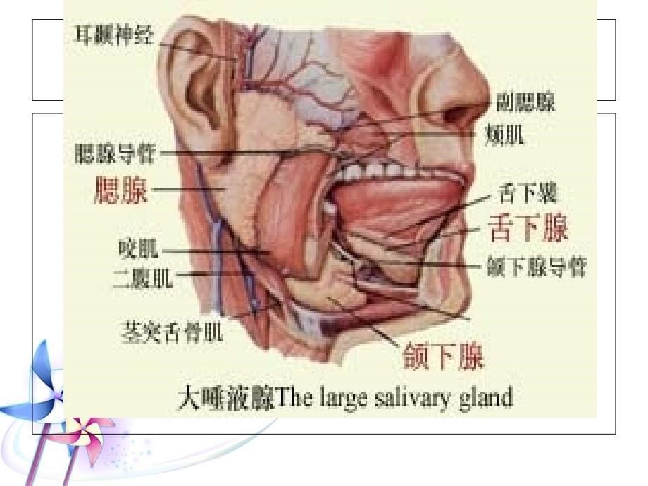 腮腺肿瘤的护理.ppt_第5页