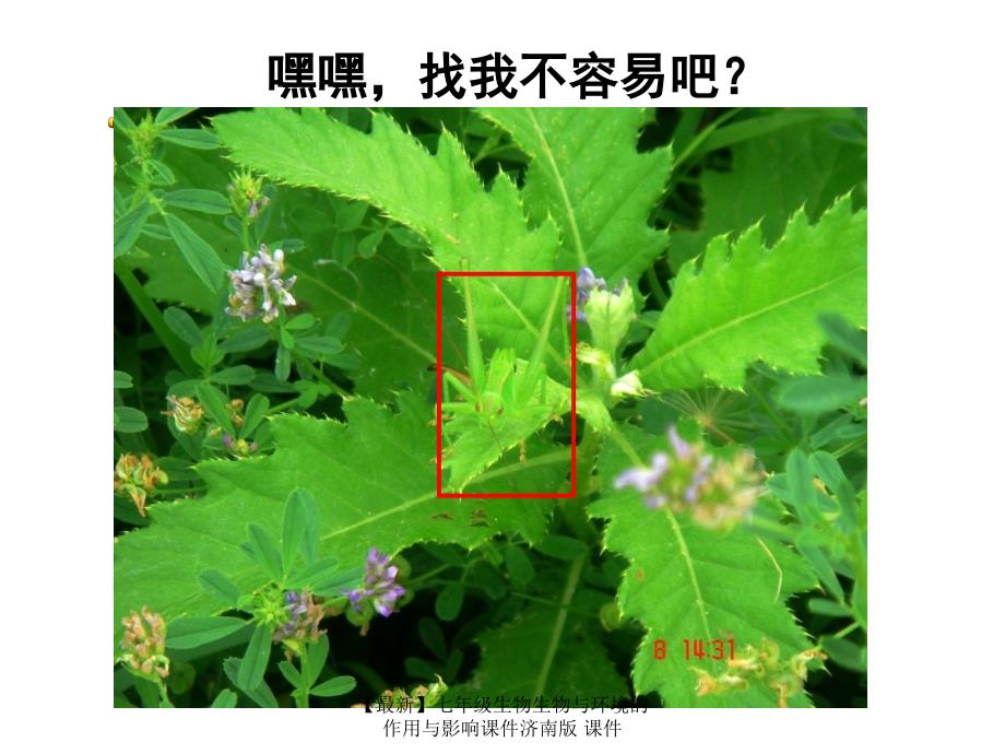 最新七年级生物生物与环境的作用与影响课件济南版课件_第4页