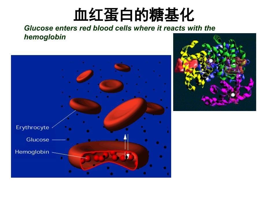 糖尿病实验室检查及其意义_第5页