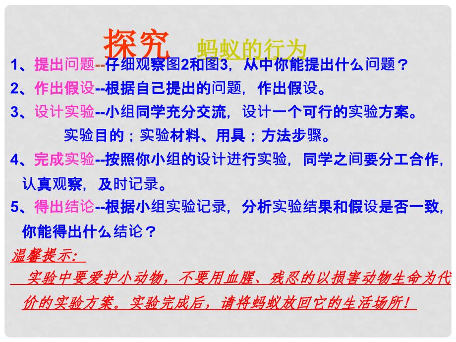 八年级生物上册 4.2.2 动物行为的类型课件 冀教版_第3页