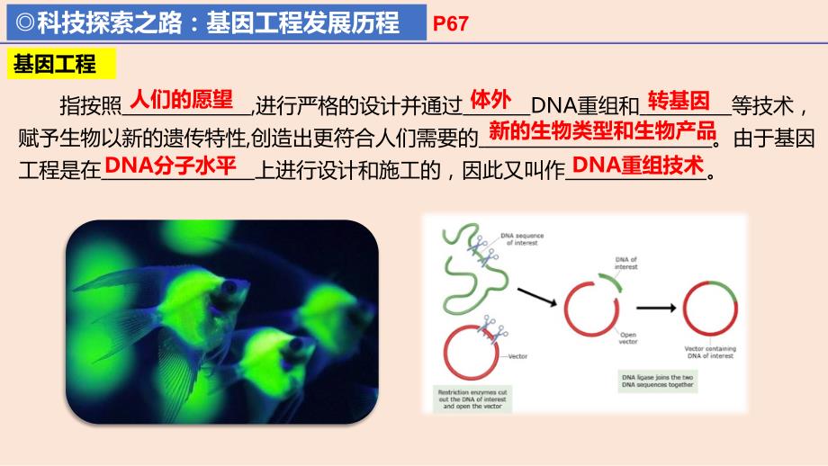 【高中生物】重组DNA技术的基本工具课件 2022-2023学年高二下学期生物人教版（2019）选择性必修3_第4页
