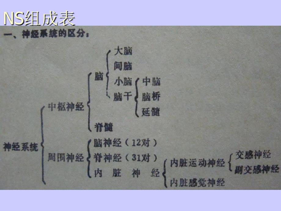 神经系统解剖最新PPT课件_第3页