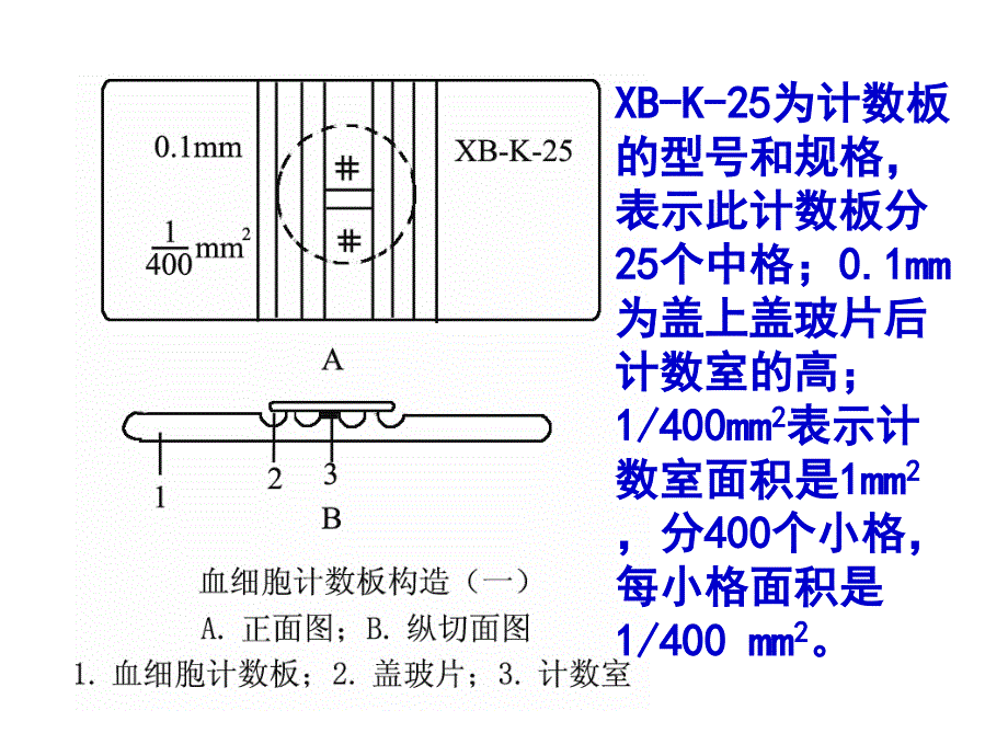 血细胞计数板的使用_第2页