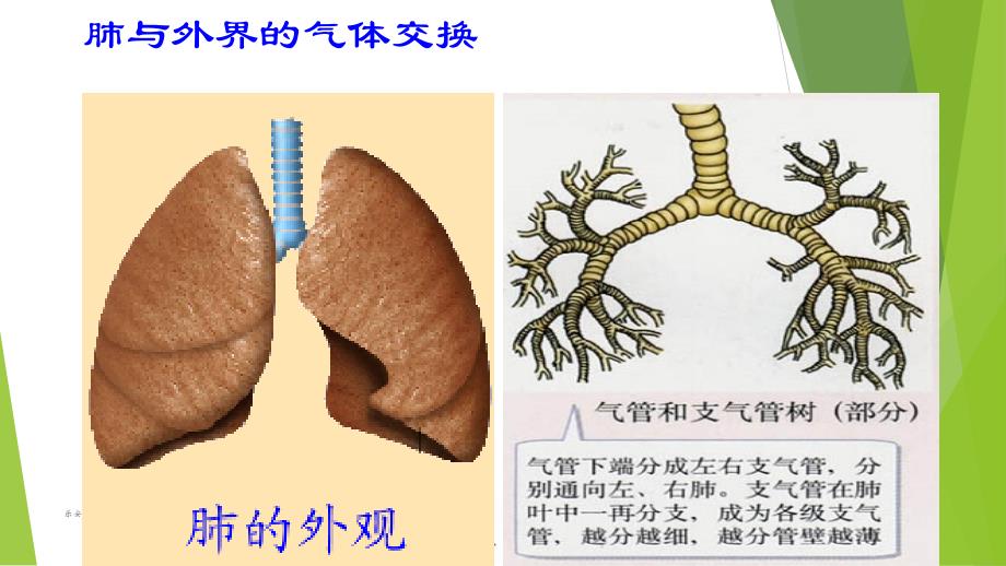 发生在肺蛤的气体交换_第2页