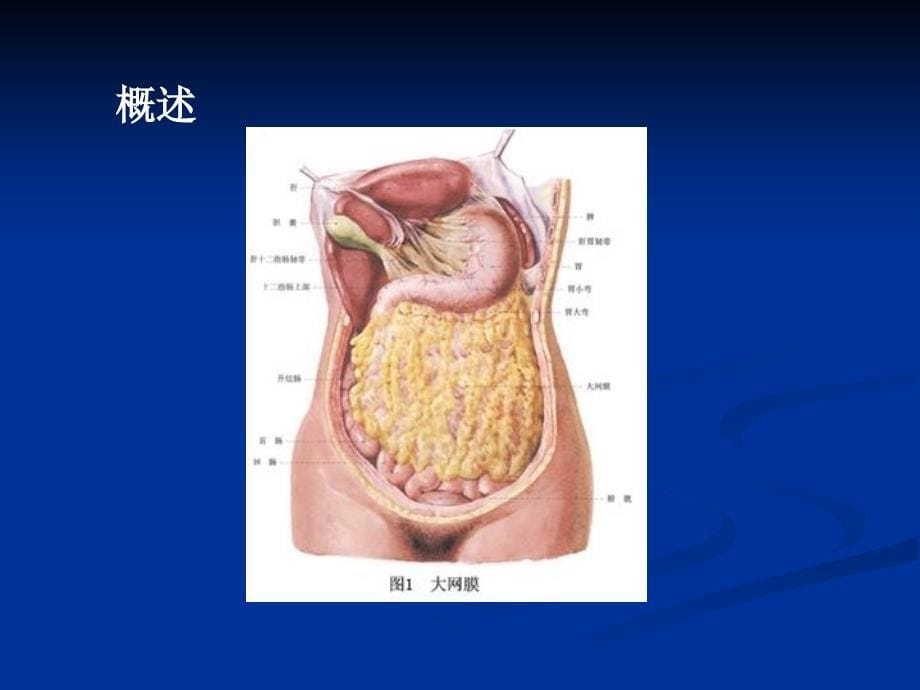 大网膜扭转PPT课件_第5页