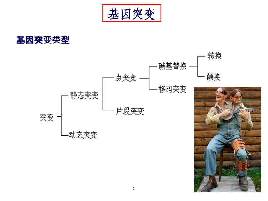 生长发育区段2群体遗传学ppt课件_第3页