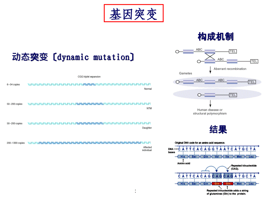 生长发育区段2群体遗传学ppt课件_第4页