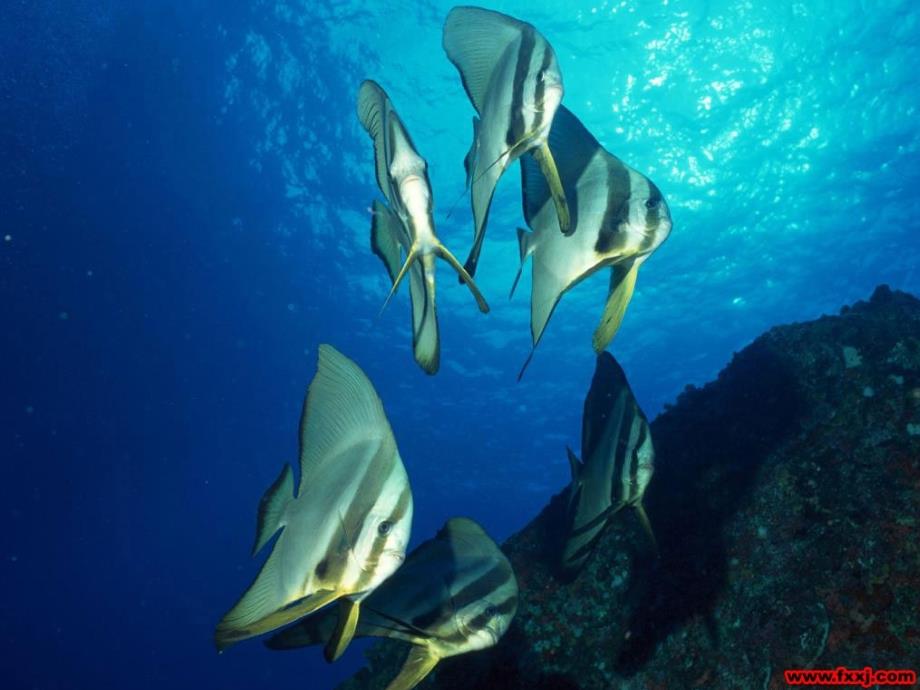 七年级生物上册 第一节 生物的特征课件 新人教版_第4页