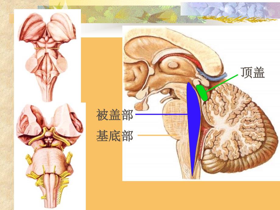 神经解剖学干简化文档资料_第1页