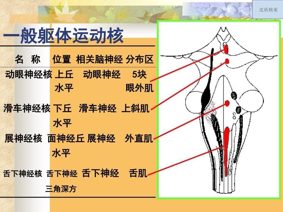 神经解剖学干简化文档资料_第5页