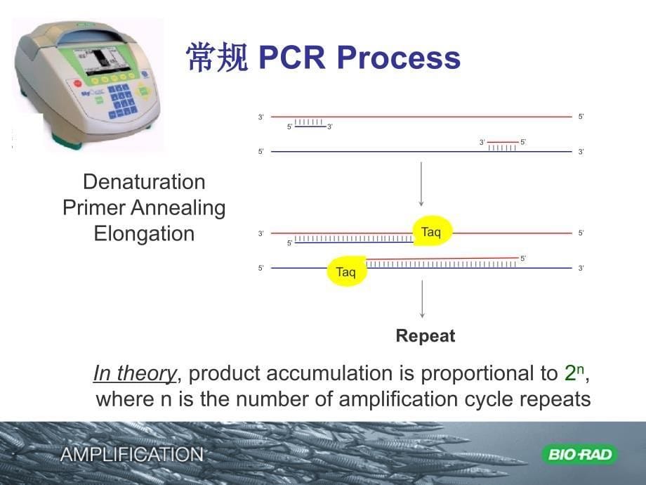 BioRad定量PCR说明书.ppt_第5页