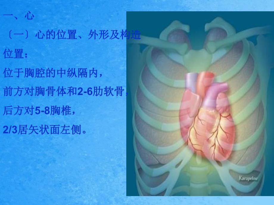 第六章循环系统的结构与功能解剖生理学ppt课件_第3页