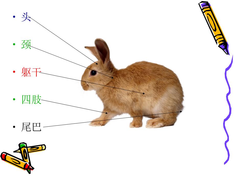 四年级上册科学课件与小白兔交朋友大象版共11张PPT_第3页