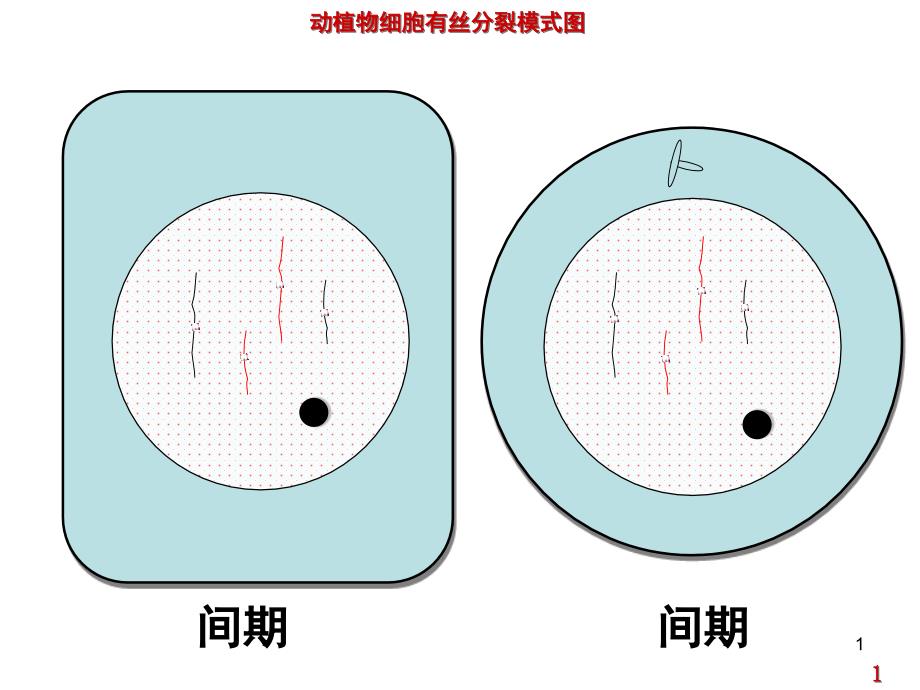 动植物细胞有丝分裂图(高一)分享资料_第1页